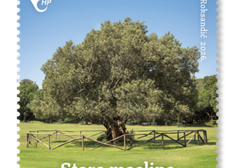 MARKA_Stara maslina.png